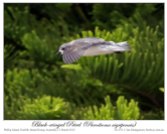 Black-winged Petrel (Pterodroma nigripennis) by Ian Montgomery 2