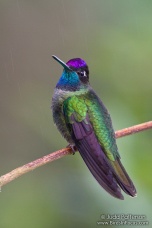 Magnificent Hummingbird (Eugenes fulgens) by Judd Patterson