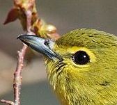 Yellow-throated Vireo (Vireo flavifrons) ©WikiC up close