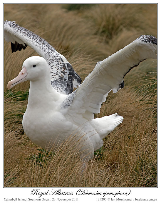 Southern Royal Albatross (Diomedea epomophora) by Ian 4