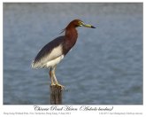 Chinese Pond Heron (Ardeola bacchus) by Ian 2