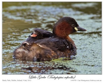 Little Grebe (Tachybaptus ruficollis) by Ian 4 with chick