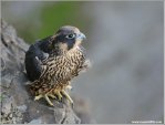 Peregrine Falcon on Watch! by Ray