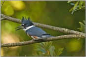 Belted Kingfisher (Megaceryle alcyon) by Daves BirdingPix