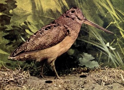 American Woodcock (Scolopax minor) 