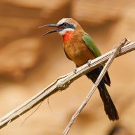 White-fronted Bee-eater (Merops bullockoides) ©WikiC