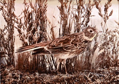 The Skylark - Birds Illustrated by Color Photography From col. F. M. Woodruff.