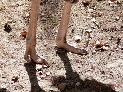 Common Ostrich (Struthio camelus) Foot at Riverfront Zoo SC by Lee