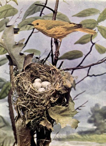 Summer Yellow-Bird for Birds Illustrated by Color Photography, 1897
