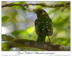 Green Catbird (Ailuroedus crassirostris) by Ian 2