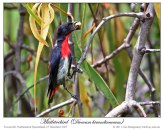 Mistletoebird (Dicaeum hirundinaceum) by Ian 1
