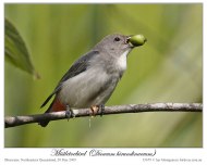 Mistletoebird (Dicaeum hirundinaceum) by Ian 3