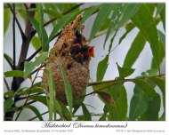 Mistletoebird (Dicaeum hirundinaceum) by Ian 4