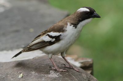 White-browed Sparrow-Weaver (Plocepasser mahali) ©WikiC