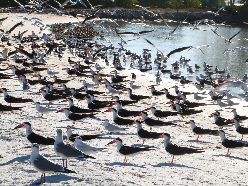 Birds on Shore of Tampa Bay