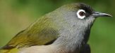 Reunion Olive White-eye (Zosterops olivaceus) ©WikiC