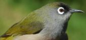 Reunion Olive White-eye (Zosterops olivaceus) ©WikiC