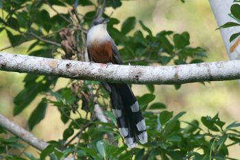 Chestnut-bellied Cuckoo (Coccyzus pluvialis) ©WikiC