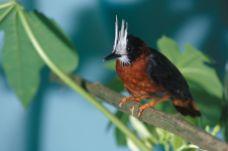 White-plumed Antbird (Pithys albifrons) ©WikiC