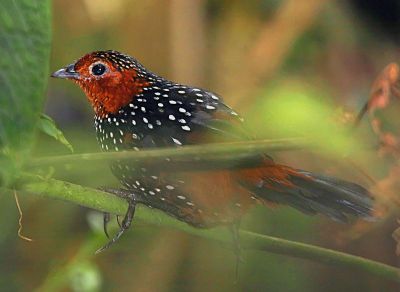 Ocellated Tapaculo (Acropternis orthonyx) ©WikiC