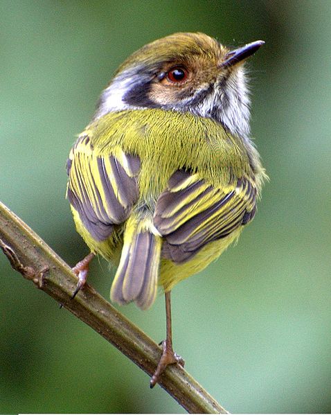 Eared Pygmy Tyrant (Myiornis auricularis) ©WikiC