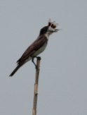 Eastern Kingbird (Tyrannus tyrannus) by Margaret Sloan Eating