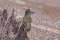 Great Crested Flycatcher (Myiarchus crinitus) by Margaret Sloan