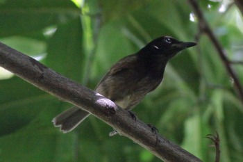 Morningbird (Colluricincla tenebrosa) by Margaret Sloan