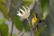 Olive-backed Sunbird (Cinnyris jugularis) by Margaret Sloan