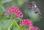 Hummingbird with Pentas by Margaret Sloan