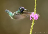 Violet-headed Hummingbird (Klais guimeti) by Michael Woodruff