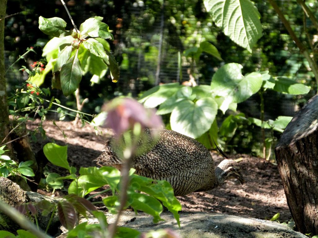Elegant Crested Tinamou (Eudromia elegans) Cloud Forest at Zoo Miami by Lee