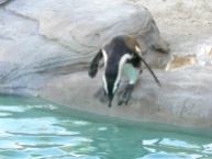 African Penguin (Spheniscus demersus) at LPZoo