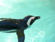 African Penguin (Spheniscus demersus) at LPZoo