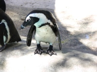 African Penguin with cool feet
