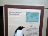 Gentoo Penguin (Pygoscelis papua ellsworthi) Sign at Riverbanks Zoo