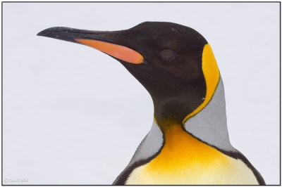 King Penguins head close-up