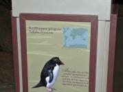 Southern Rockhopper Penguin (Eudyptes chrysocome chrysocome) Sign
