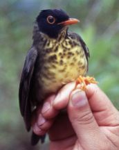 Spotted Nightingale-Thrush (Catharus dryas) ©WikiC