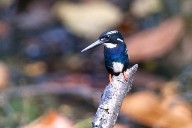 Silvery Kingfisher (Ceyx argentatus) ©©