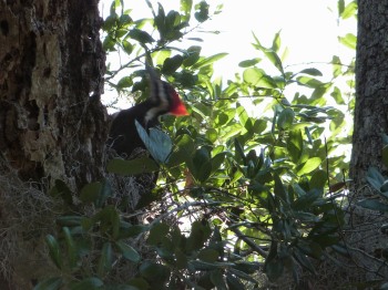 Pileated Woodpecker by Lee at Circle B