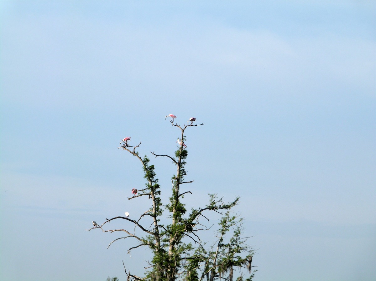 Roseate Spoonbill Tree