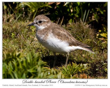 Double-banded Plover (Charadrius bicinctus) Adult in non-breeding plumage by Ian 6