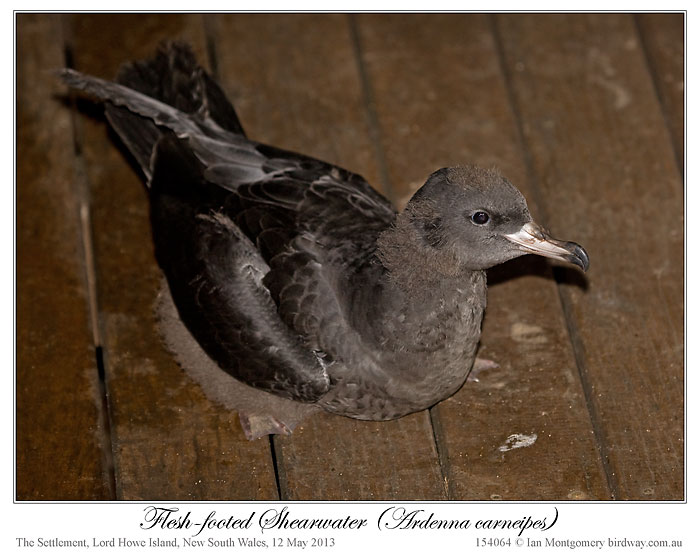 Flesh-footed Shearwater (Puffinus carneipes) by Ian