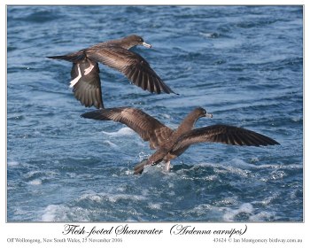 Flesh-footed Shearwater (Puffinus carneipes) by Ian
