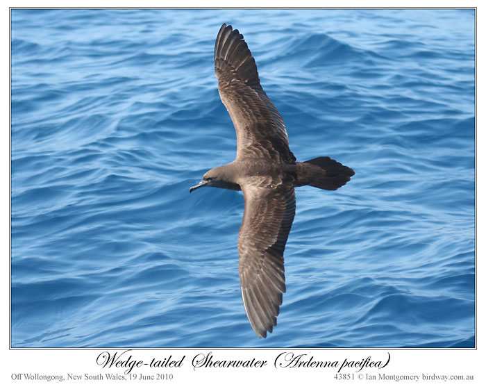 Wedge-tailed Shearwater (Puffinus pacificus) by Ian