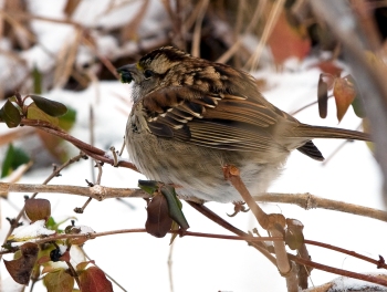 White-throated Sparrow (Zonotrichia albicollis) by Anthony