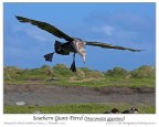 Southern Giant Petrel (Macronectes giganteus) by Ian