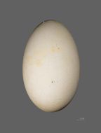 Southern Giant Petrel (Macronectes giganteus) egg ©WikiC