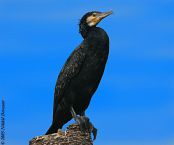 Great Cormorant (Phalacrocorax carbo) by Nikhil Devasar